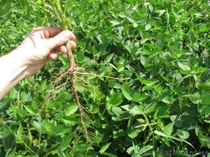 семена сои, ультраранний сорт,  стойкий к Глифосатам