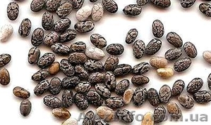 Купить Чиа Харьков Лозова