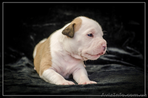 Щенки от Чемпионов Американский Стаффордширский Терьер(девочки).