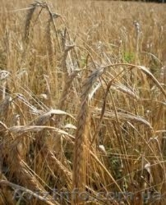 семена озимого ячменя,  сорт 