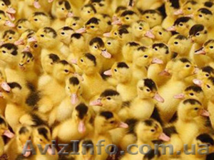 Продам птицу в  Харьковской,  Сумской,  Полтавской,  Черниговской обл