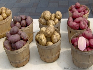 Продаю посадочный сортовой картофель первой репродукции - <ro>Изображение</ro><ru>Изображение</ru> #1, <ru>Объявление</ru> #1125293