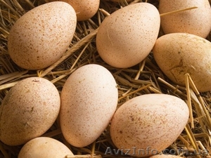продам інкубаційне яйце  - <ro>Изображение</ro><ru>Изображение</ru> #1, <ru>Объявление</ru> #1367579