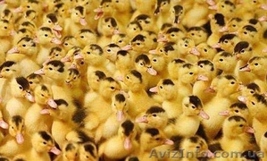 мулард утка- гусь