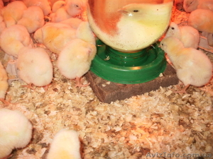 бройлер кобб 500