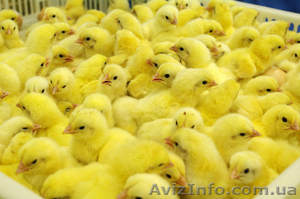 бройлер венгерской селекции