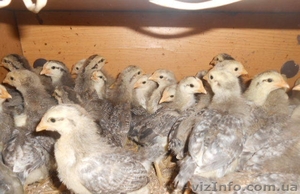 борковская цветная