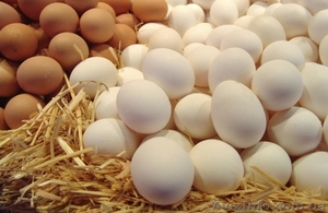 Яйцо куриное, белое и коричневое, экспорт - <ro>Изображение</ro><ru>Изображение</ru> #1, <ru>Объявление</ru> #1621453