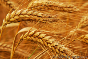 Пшеница на экспорт - <ro>Изображение</ro><ru>Изображение</ru> #1, <ru>Объявление</ru> #1621466