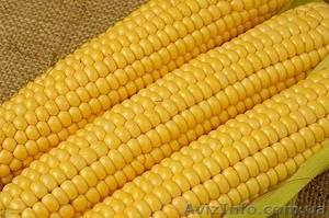 Кукуруза на экспорт - <ro>Изображение</ro><ru>Изображение</ru> #1, <ru>Объявление</ru> #1621462