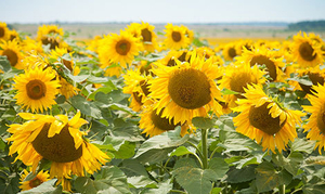 Толедо – насіння соняшнику толерантного до 50 г /га гранстару