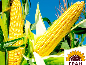 Гран 240/гібрид кукурудзи