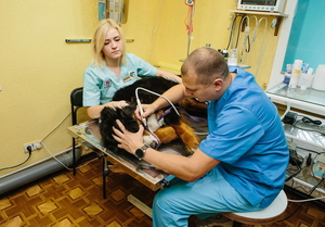 Услуги ветеринара - <ro>Изображение</ro><ru>Изображение</ru> #4, <ru>Объявление</ru> #1324235