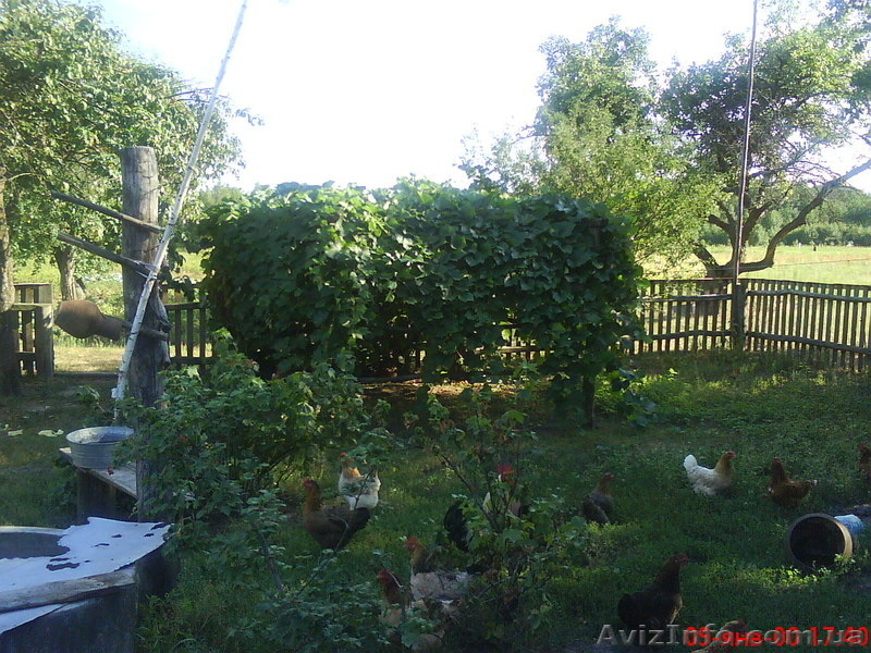 Дома В ДЕРЕВНЕ ( ЭКОЛОГИЧЕССКИ ЧИСТЫЕ РАЙОНЫ) - <ro>Изображение</ro><ru>Изображение</ru> #4, <ru>Объявление</ru> #133608