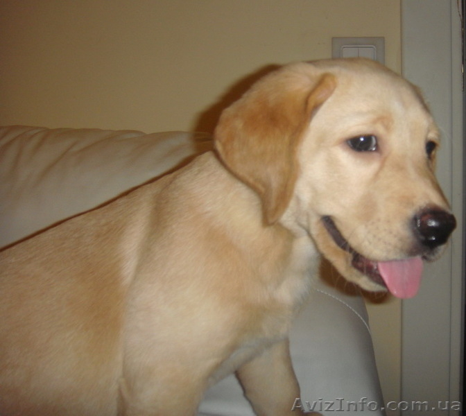 Щенок лабрадора -  подарок на Новый Год! - <ro>Изображение</ro><ru>Изображение</ru> #2, <ru>Объявление</ru> #133823