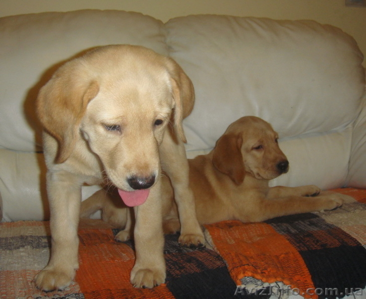 Щенок лабрадора -  подарок на Новый Год! - <ro>Изображение</ro><ru>Изображение</ru> #3, <ru>Объявление</ru> #133823