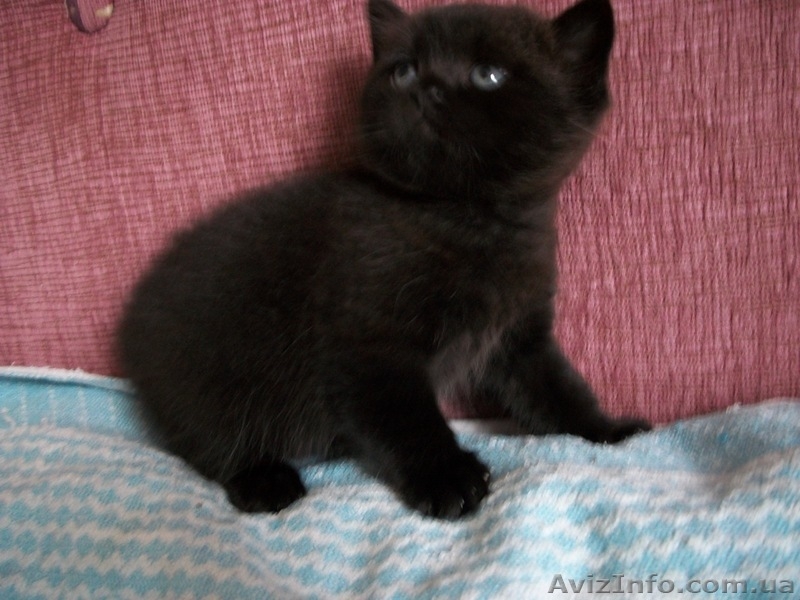 Шотландские плюшевые котята - <ro>Изображение</ro><ru>Изображение</ru> #2, <ru>Объявление</ru> #135622