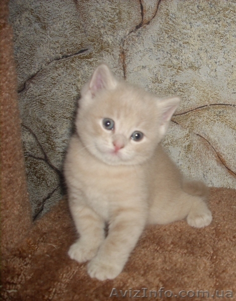 Шотландские плюшевые котята - <ro>Изображение</ro><ru>Изображение</ru> #1, <ru>Объявление</ru> #135622