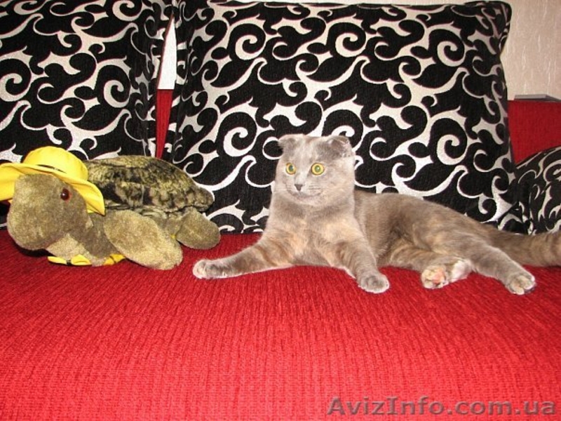 Шотландская вислоухая кошечка ищет котика для вязки - <ro>Изображение</ro><ru>Изображение</ru> #3, <ru>Объявление</ru> #157614