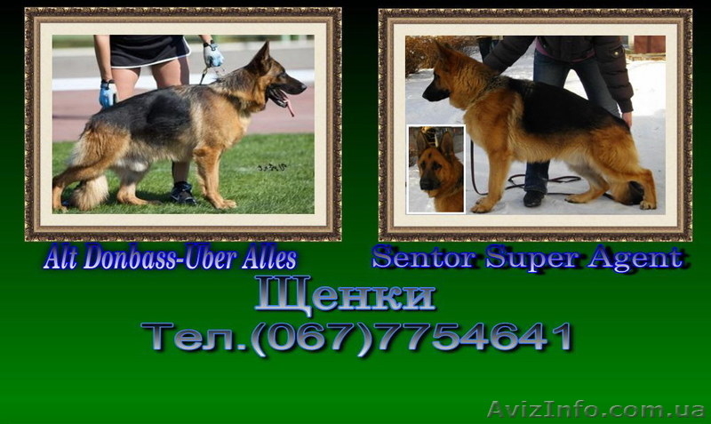 Немецкая овчарка. Щенки.  - <ro>Изображение</ro><ru>Изображение</ru> #1, <ru>Объявление</ru> #204205