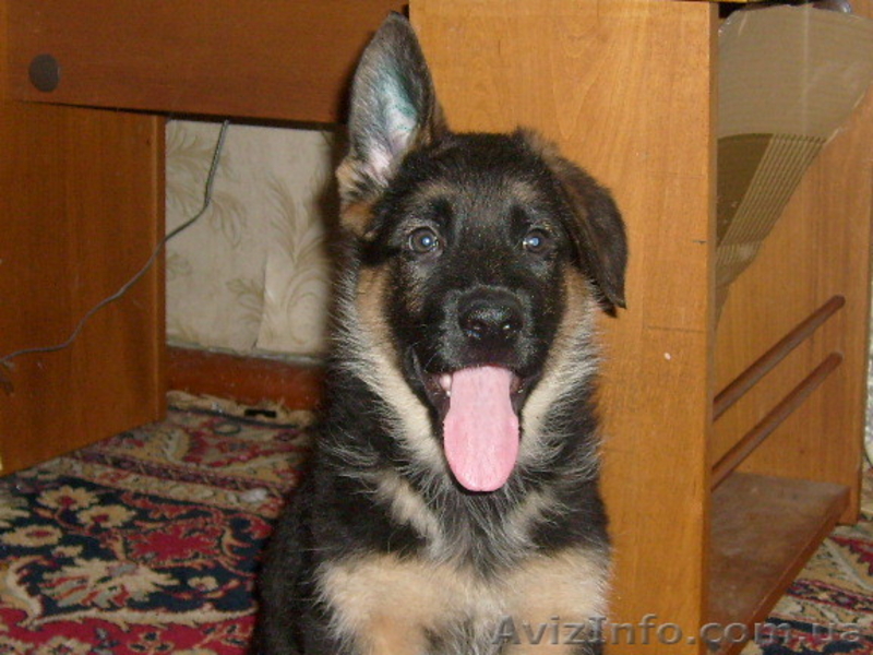 Немецкая овчарка. Щенки.  - <ro>Изображение</ro><ru>Изображение</ru> #2, <ru>Объявление</ru> #204205