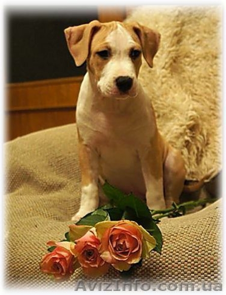 Перспективные щенки американского стаффордширтерьера - <ro>Изображение</ro><ru>Изображение</ru> #2, <ru>Объявление</ru> #205023