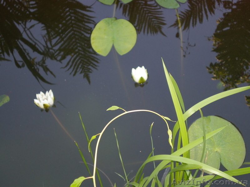 Дачный домик с участками - <ro>Изображение</ro><ru>Изображение</ru> #8, <ru>Объявление</ru> #183195