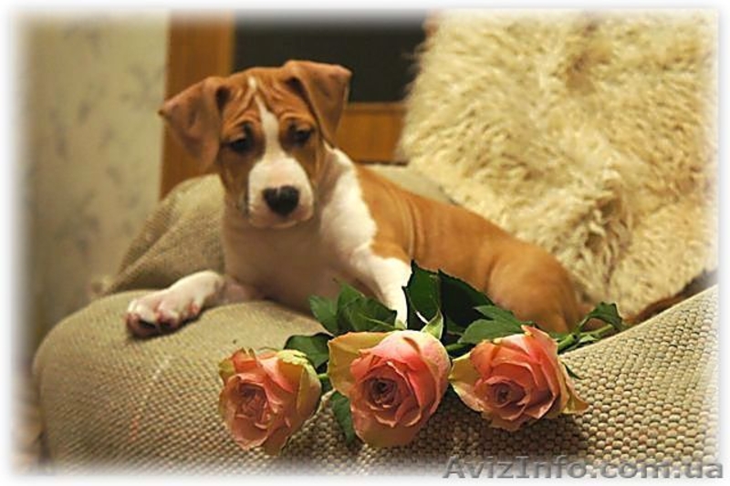 Перспективные щенки американского стаффордширтерьера - <ro>Изображение</ro><ru>Изображение</ru> #3, <ru>Объявление</ru> #205023