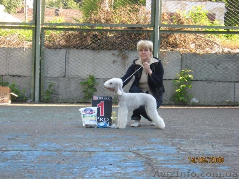 Бедлингтон-терьер - <ro>Изображение</ro><ru>Изображение</ru> #2, <ru>Объявление</ru> #234391