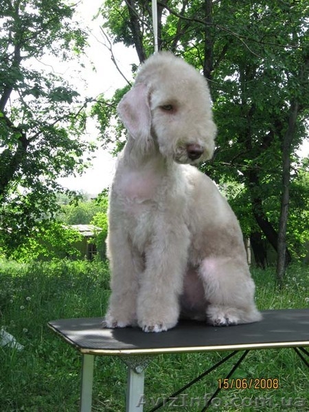 Бедлингтон-терьер - <ro>Изображение</ro><ru>Изображение</ru> #1, <ru>Объявление</ru> #234391