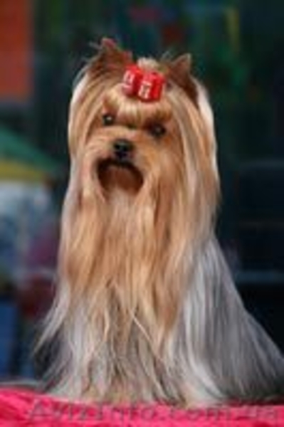 Чернигов, Юлия, titovchenko"mail.ru, 5053288881 - <ro>Изображение</ro><ru>Изображение</ru> #1, <ru>Объявление</ru> #230870