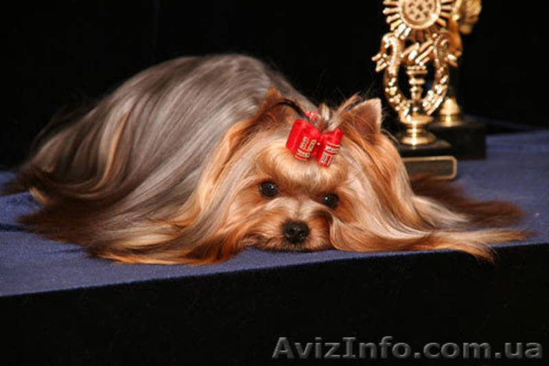 Чернигов, Юлия, titovchenko"mail.ru, 5053288881 - <ro>Изображение</ro><ru>Изображение</ru> #3, <ru>Объявление</ru> #230870