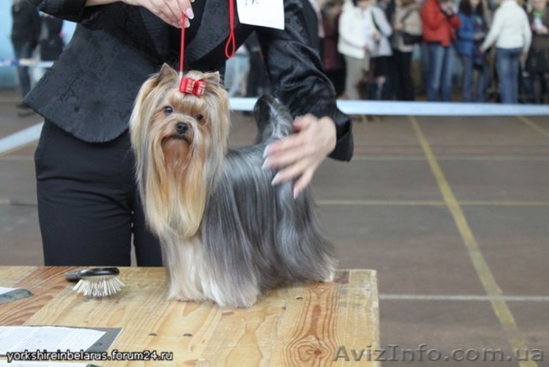 Чернигов, Юлия, titovchenko"mail.ru, 5053288881 - <ro>Изображение</ro><ru>Изображение</ru> #4, <ru>Объявление</ru> #230870