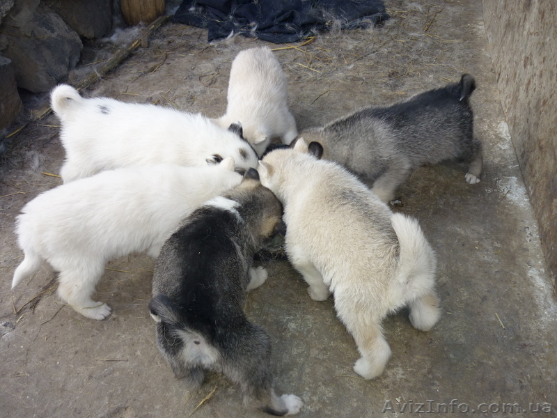 Щенки Западно-сибирской лайки - <ro>Изображение</ro><ru>Изображение</ru> #1, <ru>Объявление</ru> #235723