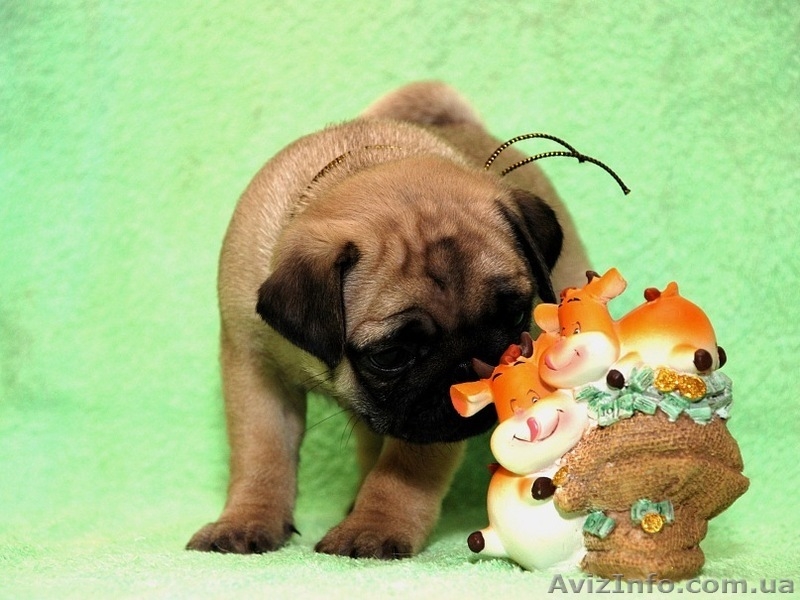 Продам щенков мопса!! - <ro>Изображение</ro><ru>Изображение</ru> #1, <ru>Объявление</ru> #248385