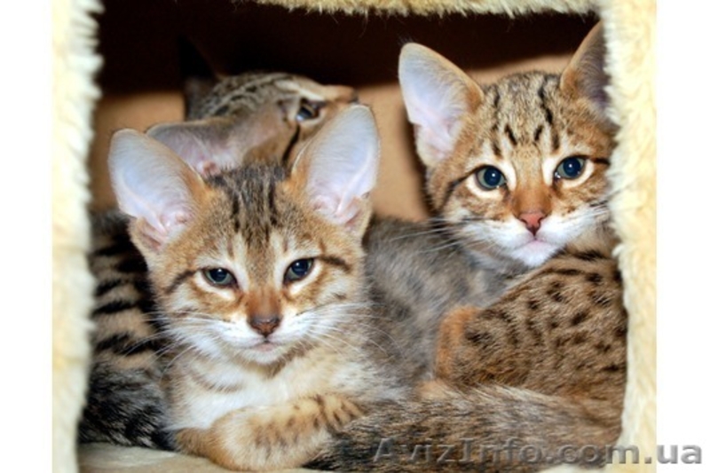 Смазливая Саванна котята - <ro>Изображение</ro><ru>Изображение</ru> #3, <ru>Объявление</ru> #278751