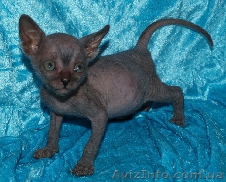 Продам донских сфинксов - <ro>Изображение</ro><ru>Изображение</ru> #2, <ru>Объявление</ru> #298944