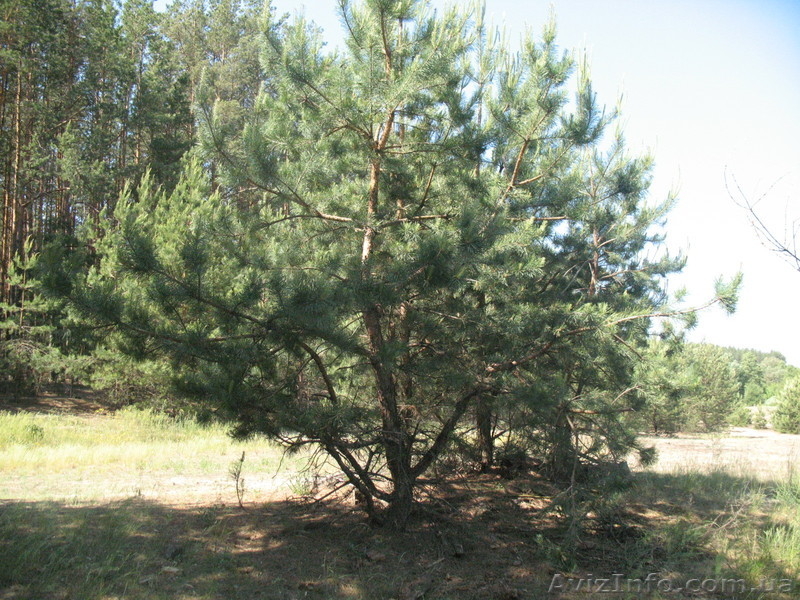 продам полдома в селе возле г.Остер Козелецкий рн. - <ro>Изображение</ro><ru>Изображение</ru> #8, <ru>Объявление</ru> #249133