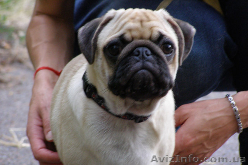 ПРОДАЁТСЯ ЩЕНОК МОПСА ОЧАРОВАТЕЛЬНЫЙ МАЛЬЧИК - <ro>Изображение</ro><ru>Изображение</ru> #2, <ru>Объявление</ru> #311234