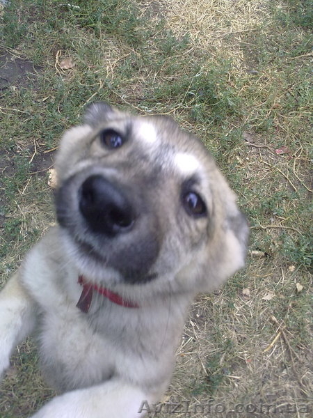 Щенок Зап-Сиб Лайки - <ro>Изображение</ro><ru>Изображение</ru> #1, <ru>Объявление</ru> #373481