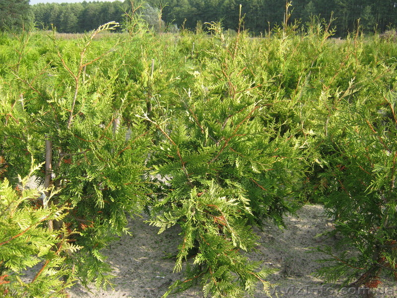 Туя,самшит,декоративні рослини,роздріб,опт - <ro>Изображение</ro><ru>Изображение</ru> #4, <ru>Объявление</ru> #381749