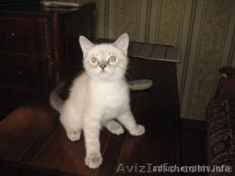 очаровательные котята от сиамской кошки - <ro>Изображение</ro><ru>Изображение</ru> #3, <ru>Объявление</ru> #460900