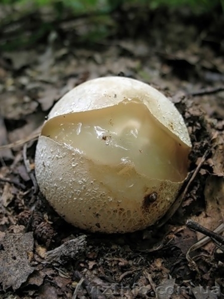 Настойка гриба весёлки (3-х литровая банка) - <ro>Изображение</ro><ru>Изображение</ru> #2, <ru>Объявление</ru> #524449