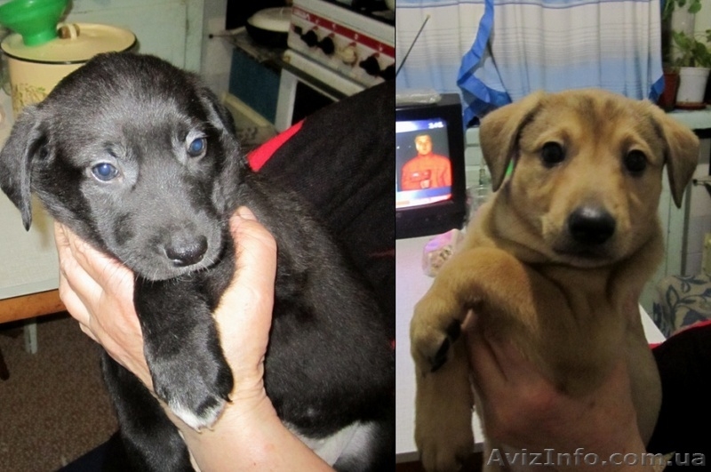 Отдам 4 щенков в хорошие руки - <ro>Изображение</ro><ru>Изображение</ru> #2, <ru>Объявление</ru> #586656