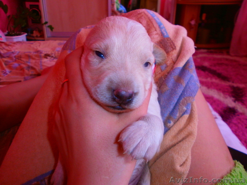 продам обалденных щенков - <ro>Изображение</ro><ru>Изображение</ru> #2, <ru>Объявление</ru> #649377