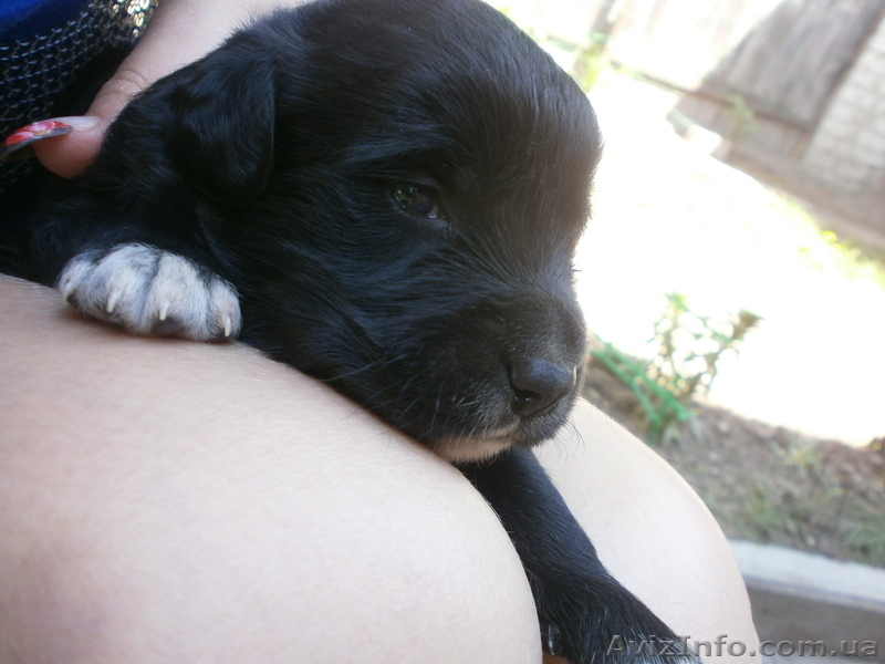 продам обалденных щенков - <ro>Изображение</ro><ru>Изображение</ru> #1, <ru>Объявление</ru> #649377