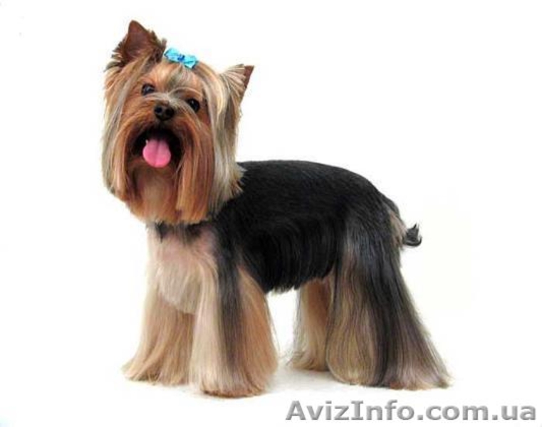 СТРИЖКА СОБАК И КОШЕК - <ro>Изображение</ro><ru>Изображение</ru> #1, <ru>Объявление</ru> #684151