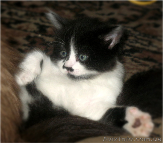 Красивые персидско-ангорские котята! - <ro>Изображение</ro><ru>Изображение</ru> #2, <ru>Объявление</ru> #690500