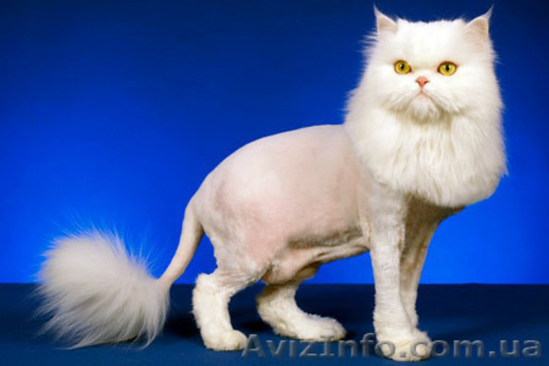 СТРИЖКА СОБАК И КОШЕК - <ro>Изображение</ro><ru>Изображение</ru> #2, <ru>Объявление</ru> #684151