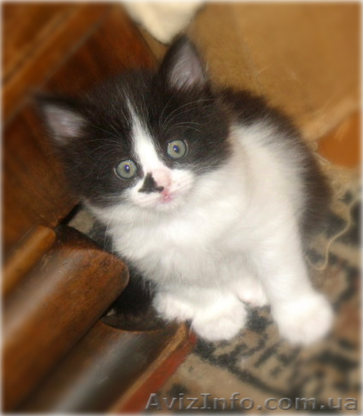 Красивые персидско-ангорские котята! - <ro>Изображение</ro><ru>Изображение</ru> #1, <ru>Объявление</ru> #690500